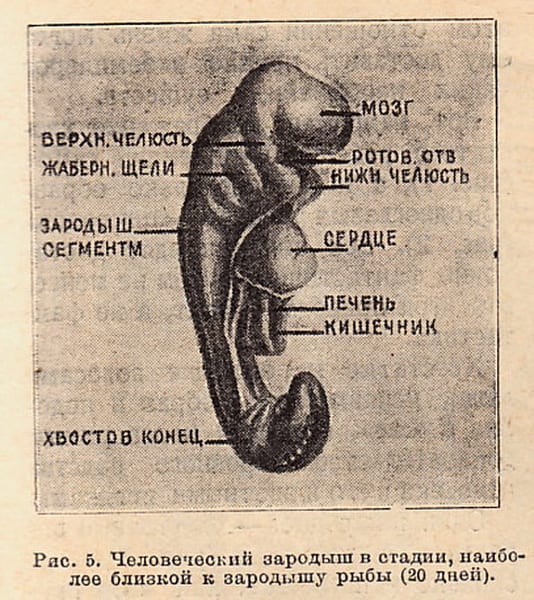 Журнальный рисунок: зародыш человека, подписаны мозг, жаберные щели, сердце, печень, хвостовой конец