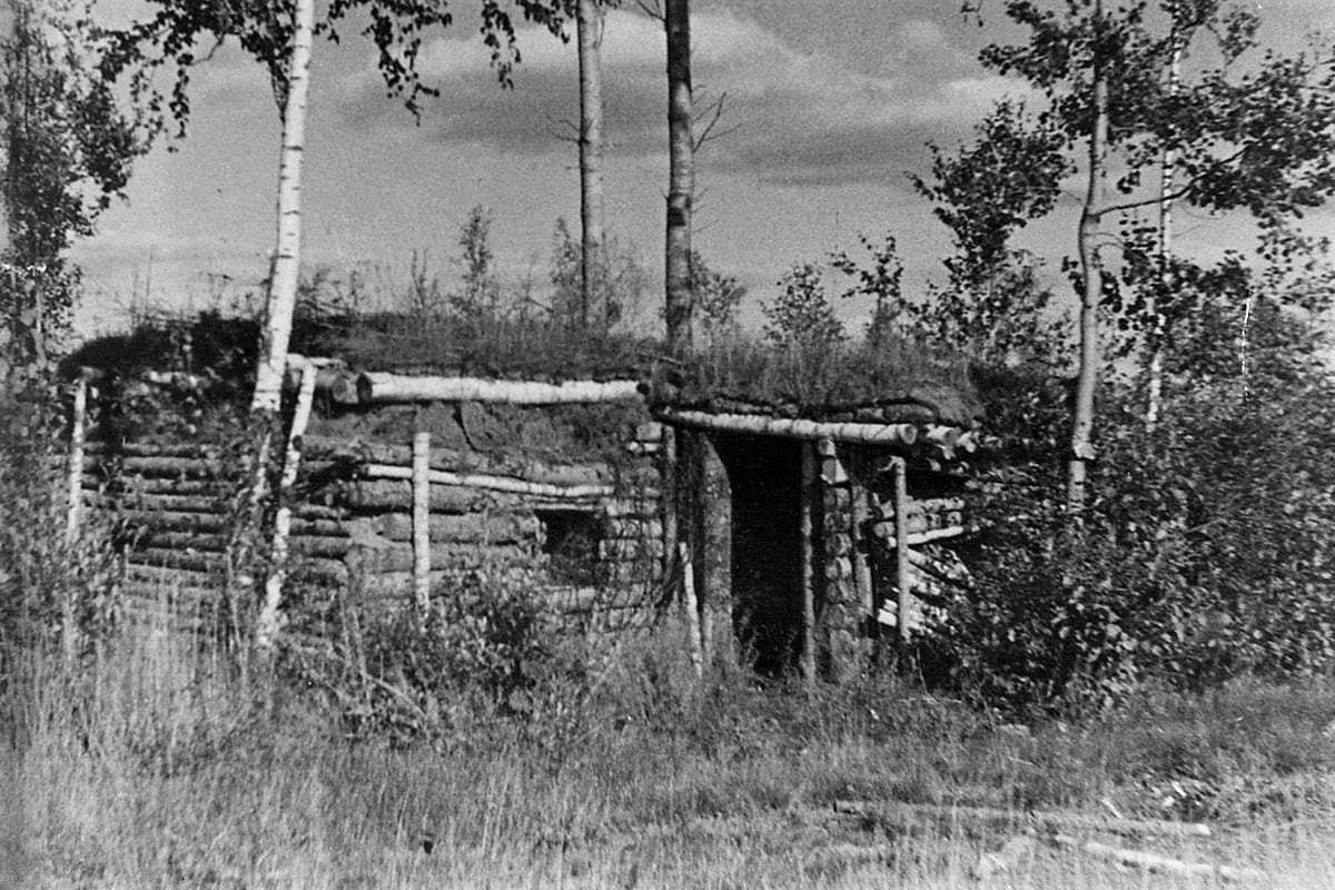 Немецкий дзот у деревни Чернушки: бревенчатая огневая точка, засыпанная землёй, среди берёз, снимок 1944 года
